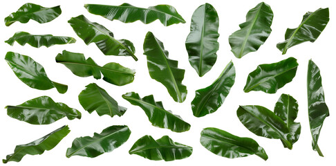 Bright green banana leaves isolated on white, set
