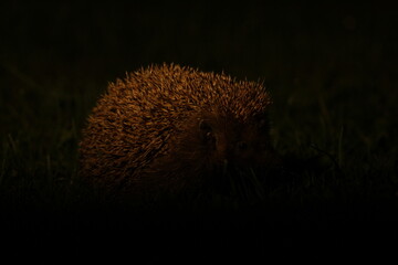 Wild European hedgehog in the garden in the night. Hedgehog in dark night. Hedgehog (Scientific name: Erinaceus Europaeus) close up of a wild, native, European hedgehog  © TomKorcak