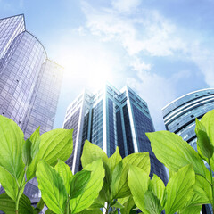 Modern buildings on sunny day, view through green leaves. Low angle