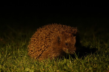 Wild European hedgehog in the garden in the night. Hedgehog in dark night. Hedgehog (Scientific name: Erinaceus Europaeus) close up of a wild, native, European hedgehog
