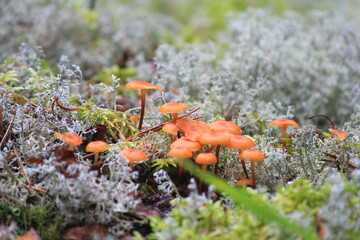 colony of small mushrooms in white moss in forest in late summer