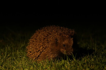 Wild European hedgehog in the garden in the night. Hedgehog in dark night. Hedgehog (Scientific name: Erinaceus Europaeus) close up of a wild, native, European hedgehog
