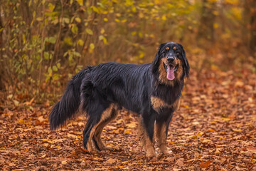 black and gold Hovie dog hovawart in autumn leaves