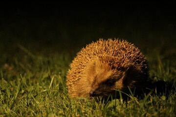 Wild European hedgehog in the garden in the night. Hedgehog in dark night. Hedgehog (Scientific name: Erinaceus Europaeus) close up of a wild, native, European hedgehog
