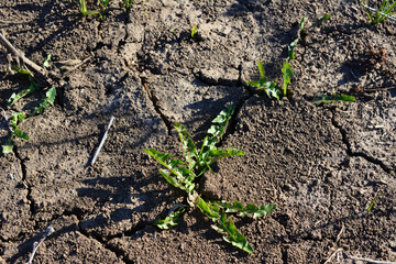 a weed is growing in the dirt with a few weeds 