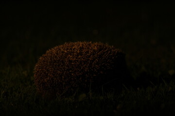 Wild European hedgehog in the garden in the night. Hedgehog in dark night. Hedgehog (Scientific name: Erinaceus Europaeus) close up of a wild, native, European hedgehog
