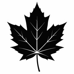 Naklejka premium Maple Leaf vector silhouette black design white background