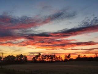 Beautiful, red sky in the evening, a row of trees on the horizon are silhouetted against the red color.