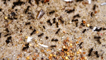 ants on the ground