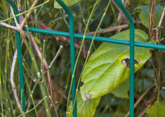 green leaf behind a fence