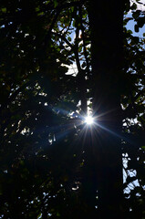 a ray of the sun
