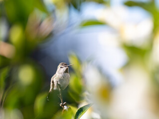 Close up of Anna's Hummingbird on Tree Branch