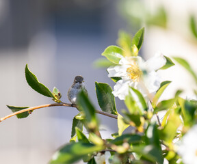 Obraz premium Close up of Anna's Hummingbird on Tree Branch