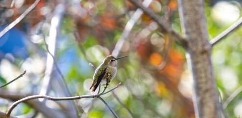 Close up of Anna's Hummingbird on Tree Branch