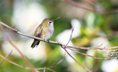 Close up of Anna's Hummingbird on Tree Branch