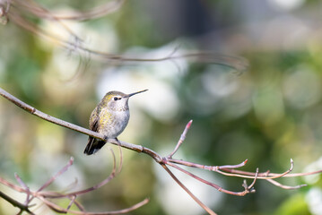 Obraz premium Close up of Anna's Hummingbird on Tree Branch
