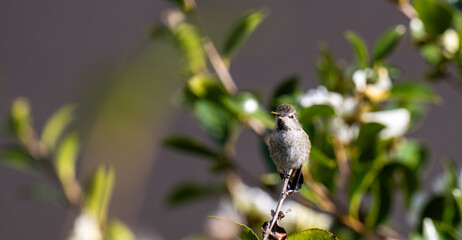 Obraz premium Close up of Anna's Hummingbird 