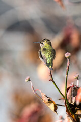 Close up of Anna's Hummingbird 