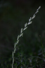 frost on grass