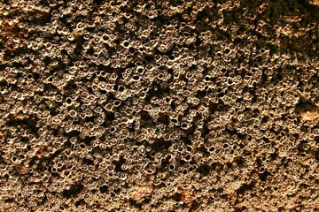 Coral texture close-up. Ocean floor