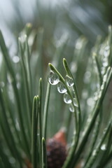 Pine covered with dew, on a blurred background.