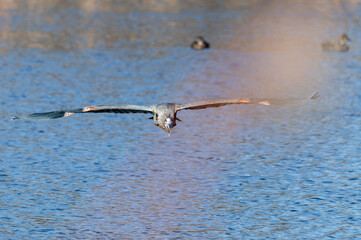 Closeup of a great blue heron in flight over a pond.