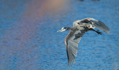 Closeup of a great blue heron in flight over a pond.