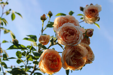 close-up of delicate peach roses on a background of blue sky, wedding card
