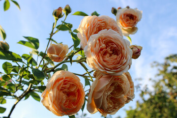 close-up of delicate peach roses on a background of blue sky, wedding card