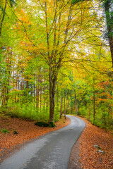 Obraz premium Fall Autumn in the Austrian Alps with colorful leaves and path or small street leading into the woods. State of Vorarlberg, Austria