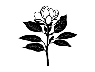 Bigleaf Magnolia tree silhouette vector illustration