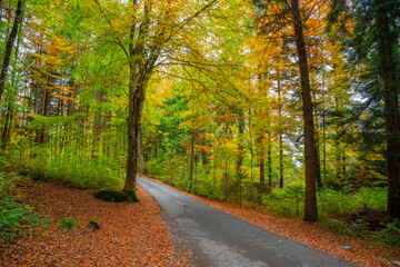 Fall Autumn in the Austrian Alps with colorful leaves and path or small street leading into the woods. State of Vorarlberg, Austria