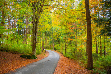 Fall Autumn in the Austrian Alps with colorful leaves and path or small street leading into the woods. State of Vorarlberg, Austria