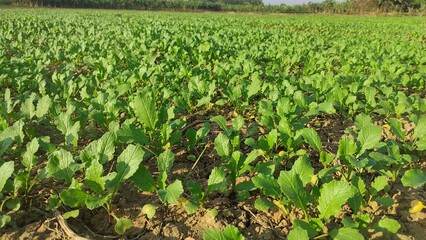 Growing mustard in natural conditions, young mustard plants