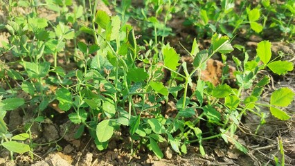 Obraz premium Close-up shot of a small Sweet green pea (pisum) sprouts or seedlings growing in a soil in a vegetable garden in spring. Concept of growing own vegetable