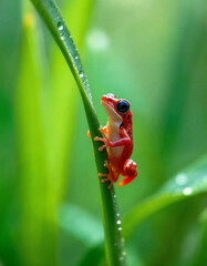 Vibrant Red Poison Dart Frog Ranitomeya Reticulata Perched on Tall Blade of Grass in Light Rain