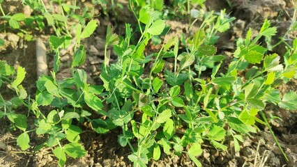Close-up shot of a small Sweet green pea (pisum) sprouts or seedlings growing in a soil in a vegetable garden in spring. Concept of growing own vegetable