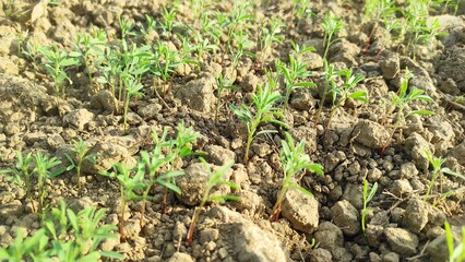Obraz premium Lentil plant growing close up. Macro photo of a lentil (Lens culinaris) in a field. 