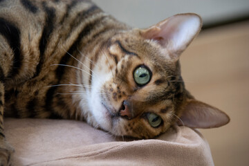 A beautiful Bengal cat with green eyes lies and looks thoughtfully into the distance