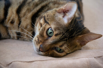 Close-up face of a beautiful Bengal cat with green eyes