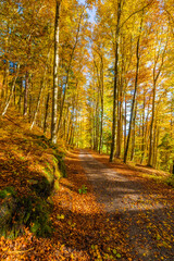 Fall Autumn in the Austrian Alps with colorful leaves and path or small street leading into the woods. State of Vorarlberg, Austria