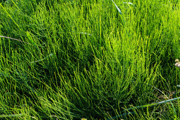 green grass texture background	
