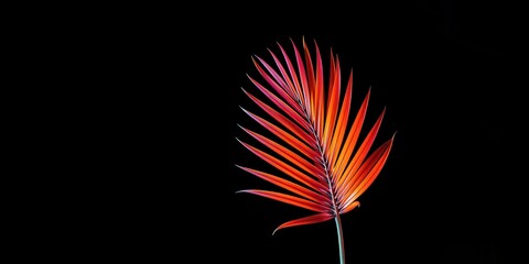 A single red palm frond against a black background, creating a vibrant contrast and a sense of tropical tranquility.