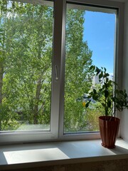 Fototapeta premium window with flowers