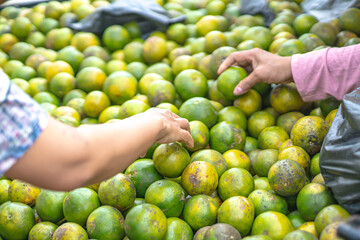 Indonesia, October 5, 2024 - Shoppers choose sweet oranges (Citrus aurantium) at a traditional Indonesian market