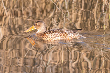 Mestolone (anas clypeata) nell'oasi naturalistica di Manzolino.