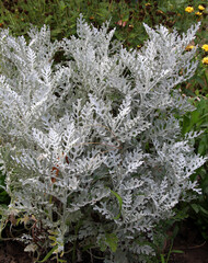 Cineraria maritima grows in the garden