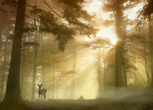 Deer standing in a forest with sunlight beaming through trees, Molsheim, Alsace, France