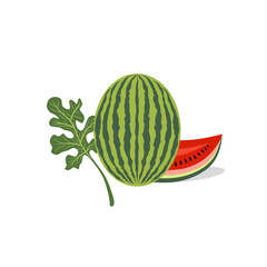 Colorful vector illustration showing a whole watermelon with slices and leaves. A perfect representation of summer, freshness and the beauty of natural fruits.