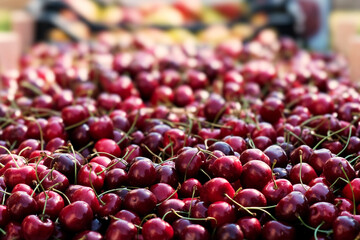 A bright and colorful exhibition of fresh, juicy cherries that are fully ripe and ready for sale at...